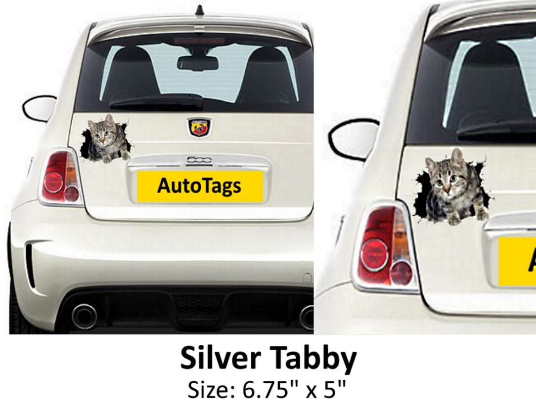SILVER TABBY